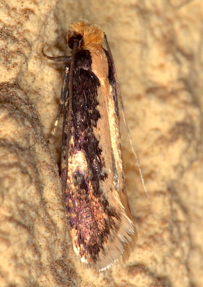 Microheterocera da confermare - Monopis cfr. crocicapitella